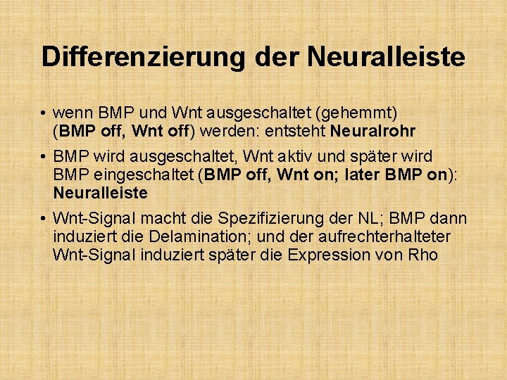 Differenzierung der Neuralleiste • wenn BMP und Wnt ausgeschaltet (gehemmt) (BMP off, Wnt off)