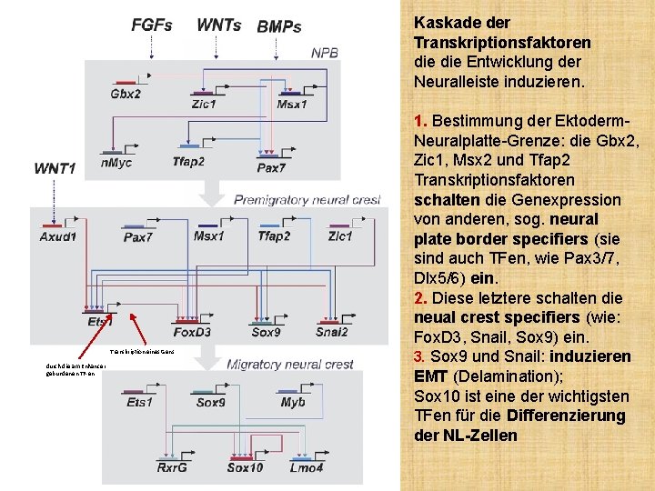 Kaskade der Transkriptionsfaktoren die Entwicklung der Neuralleiste induzieren. Transkription eines Gens durch die am