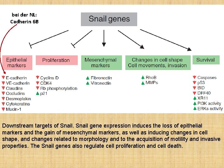 bei der NL: Cadherin 6 B Downstream targets of Snail gene expression induces the