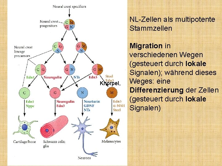 NL-Zellen als multipotente Stammzellen Knorpel, Migration in verschiedenen Wegen (gesteuert durch lokale Signalen); während