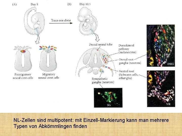 NL-Zellen sind multipotent: mit Einzell-Markierung kann man mehrere Typen von Abkömmlingen finden 