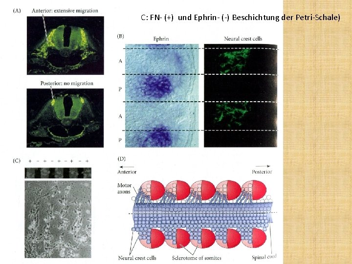 C: FN- (+) und Ephrin- (-) Beschichtung der Petri-Schale) 