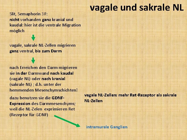 Slit, Semaphorin 3 F: nicht vorhanden ganz kranial und kaudal: hier ist die ventrale