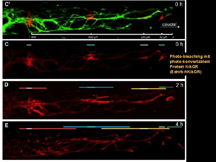 Photo-bleaching mit photo-konvertablem Protein Kik. GR (Ednrb-h. Kik. GR) 