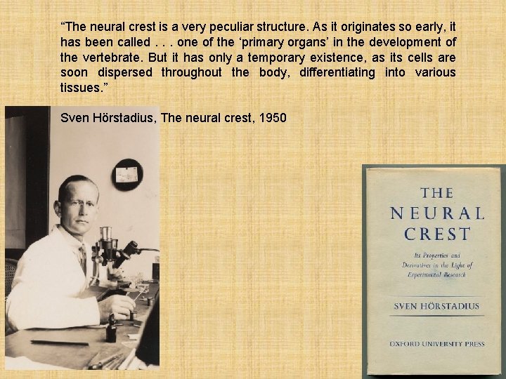 “The neural crest is a very peculiar structure. As it originates so early, it