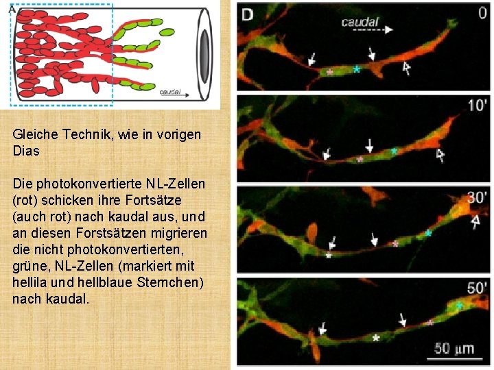 Gleiche Technik, wie in vorigen Dias Die photokonvertierte NL-Zellen (rot) schicken ihre Fortsätze (auch