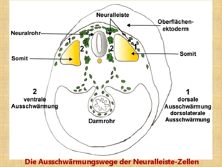 dorsolaterale Ausschwärmung Die Ausschwärmungswege der Neuralleiste-Zellen 