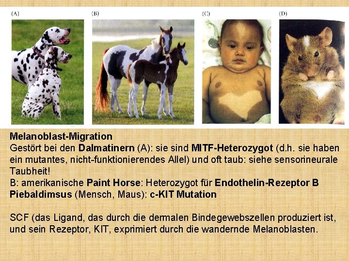 Melanoblast-Migration Gestört bei den Dalmatinern (A): sie sind MITF-Heterozygot (d. h. sie haben ein