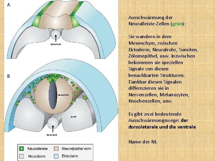 Ausschwärmung der Neuralleiste-Zellen (grün): Sie wandern in dem Mesenchym, zwischen Ektoderm, Neuralrohr, Somiten, Zölomepithel,