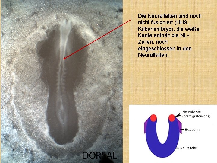 Die Neuralfalten sind noch nicht fusioniert (HH 9, Kükenembryo), die weiße Kante enthält die