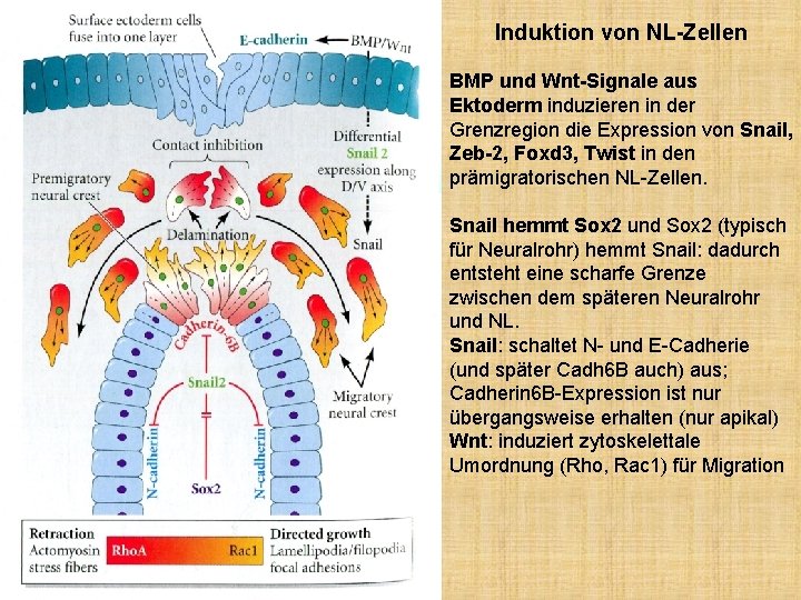 Induktion von NL-Zellen BMP und Wnt-Signale aus Ektoderm induzieren in der Grenzregion die Expression