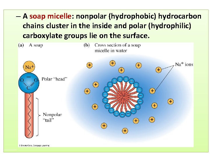 – A soap micelle: nonpolar (hydrophobic) hydrocarbon chains cluster in the inside and polar