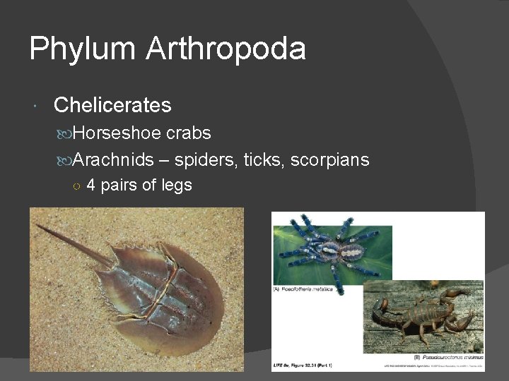 Phylum Arthropoda Chelicerates Horseshoe crabs Arachnids – spiders, ticks, scorpians ○ 4 pairs of