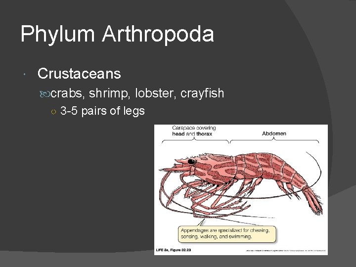 Phylum Arthropoda Crustaceans crabs, shrimp, lobster, crayfish ○ 3 -5 pairs of legs 