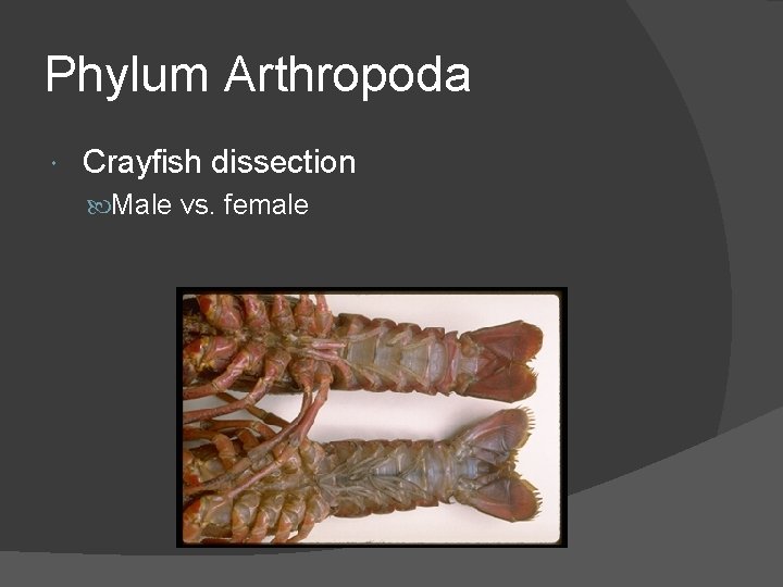 Phylum Arthropoda Crayfish dissection Male vs. female 