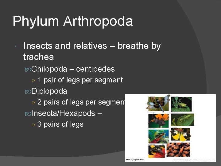 Phylum Arthropoda Insects and relatives – breathe by trachea Chilopoda – centipedes ○ 1