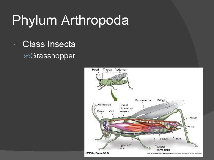 Phylum Arthropoda Class Insecta Grasshopper 