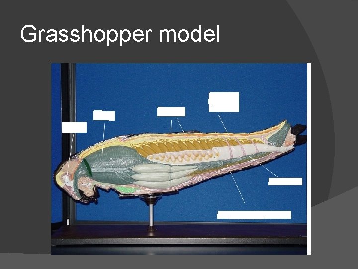 Grasshopper model 