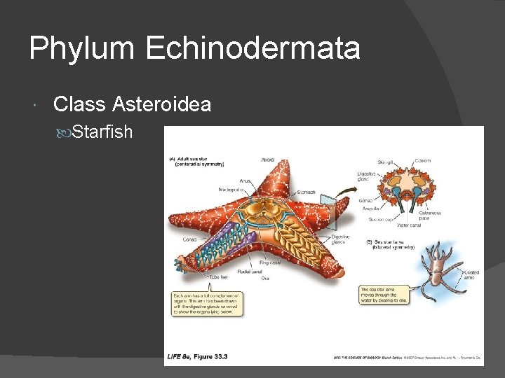 Phylum Echinodermata Class Asteroidea Starfish 