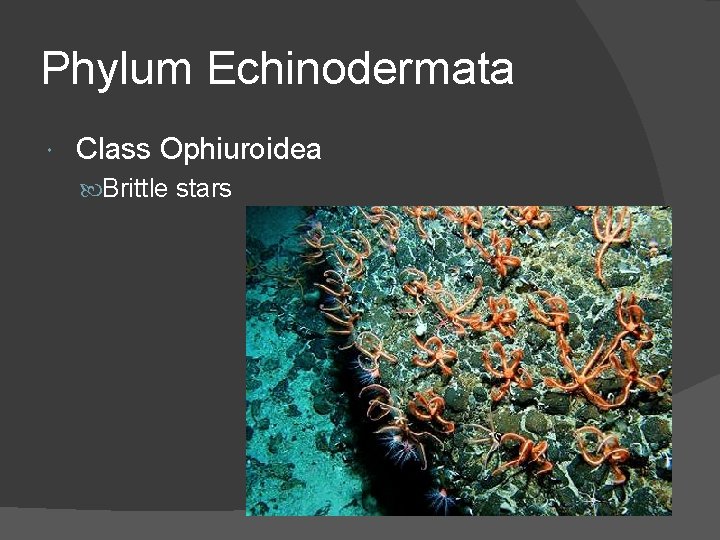 Phylum Echinodermata Class Ophiuroidea Brittle stars 