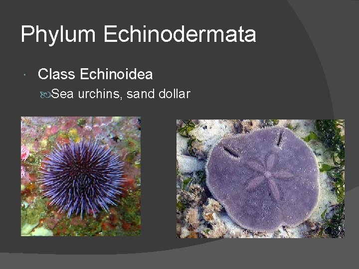 Phylum Echinodermata Class Echinoidea Sea urchins, sand dollar 