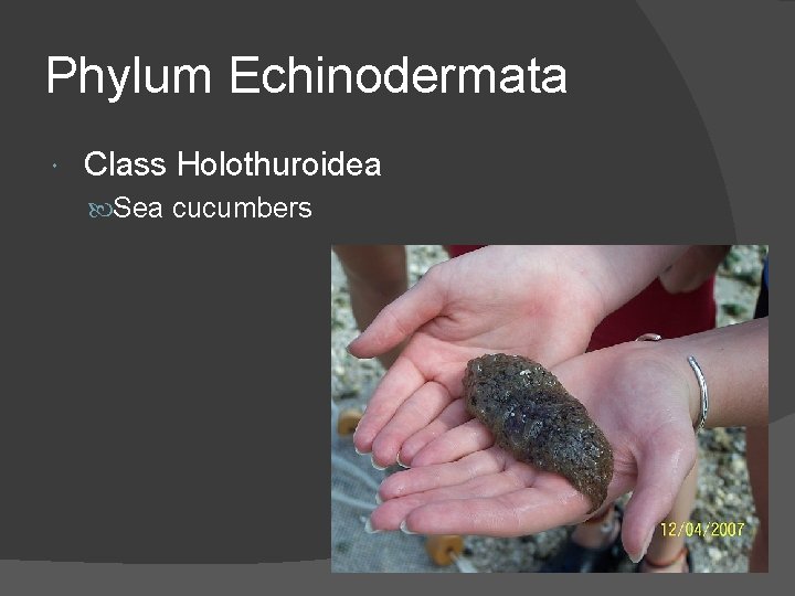 Phylum Echinodermata Class Holothuroidea Sea cucumbers 