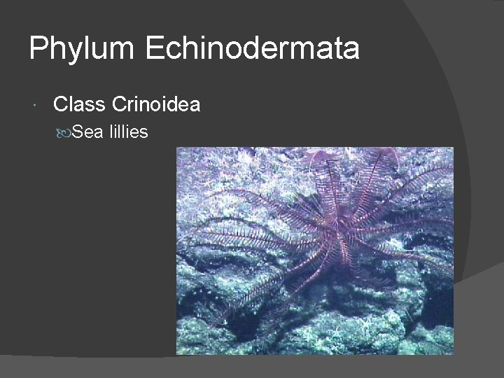 Phylum Echinodermata Class Crinoidea Sea lillies 