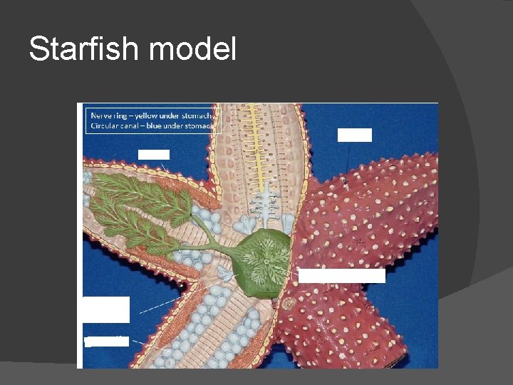 Starfish model 