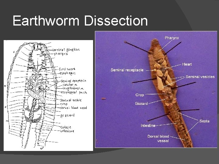 Earthworm Dissection 