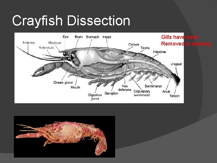 Crayfish Dissection Gills have been Removed in drawing 