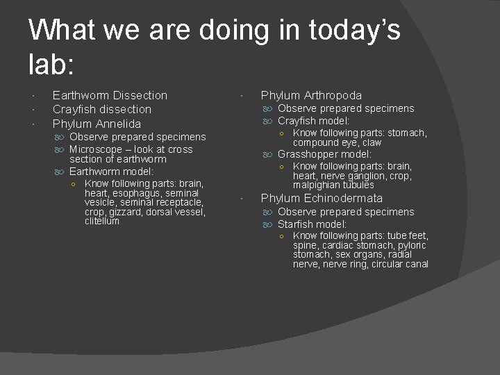 What we are doing in today’s lab: Earthworm Dissection Crayfish dissection Phylum Annelida Observe