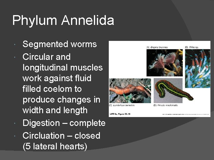 Phylum Annelida Segmented worms Circular and longitudinal muscles work against fluid filled coelom to