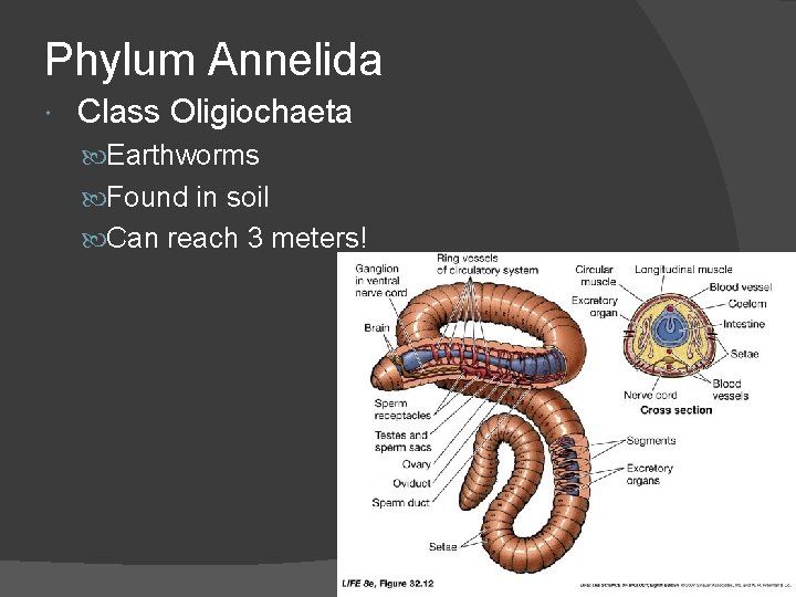 Phylum Annelida Class Oligiochaeta Earthworms Found in soil Can reach 3 meters! 