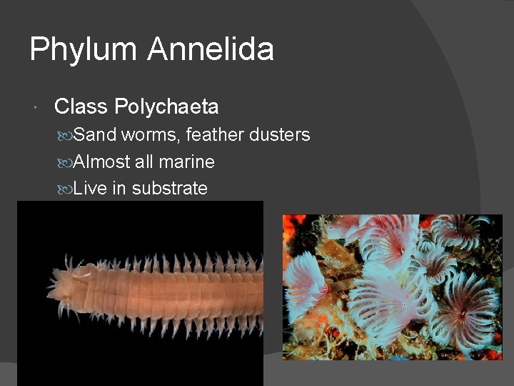 Phylum Annelida Class Polychaeta Sand worms, feather dusters Almost all marine Live in substrate