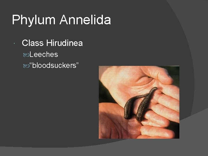 Phylum Annelida Class Hirudinea Leeches “bloodsuckers” 