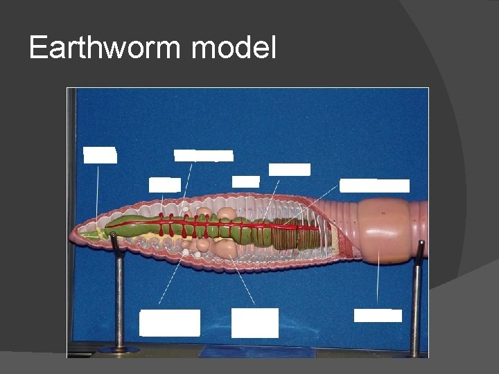 Earthworm model 