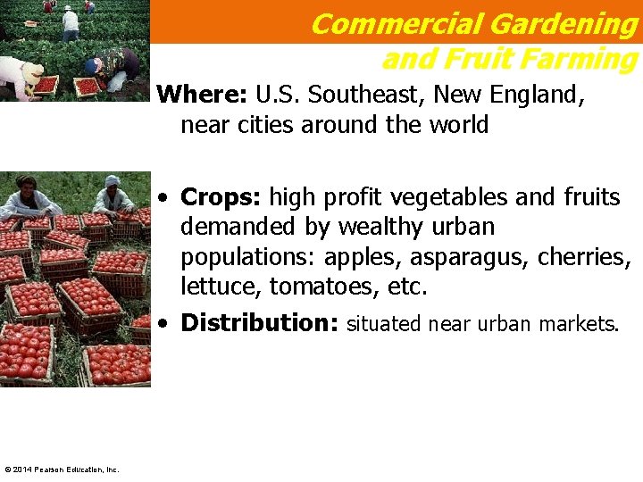 Commercial Gardening and Fruit Farming Where: U. S. Southeast, New England, near cities around