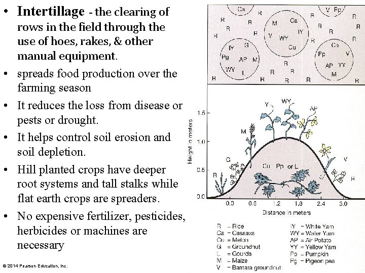  • Intertillage - the clearing of • • • rows in the field