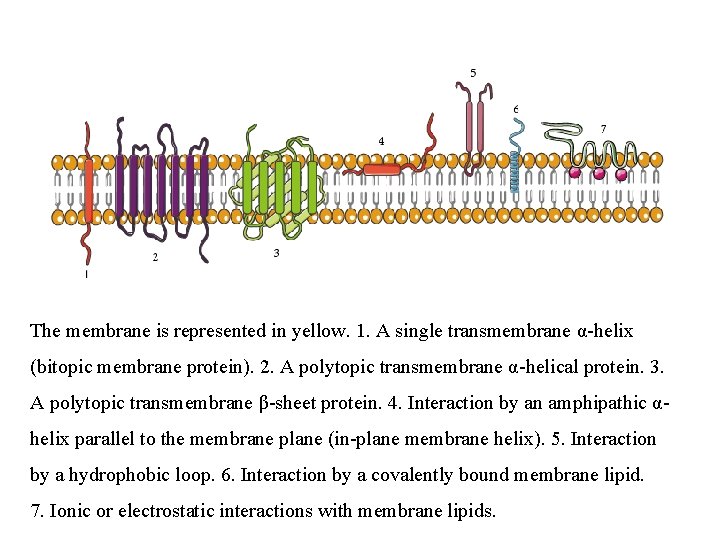 The membrane is represented in yellow. 1. A single transmembrane α-helix (bitopic membrane protein).