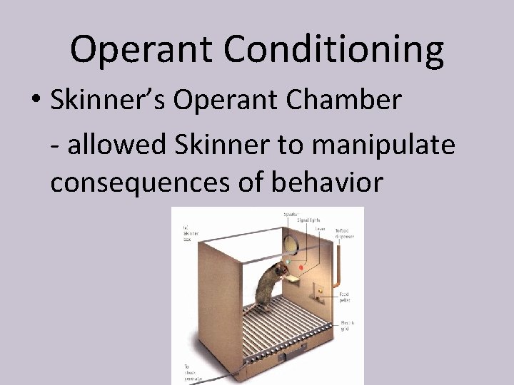 Operant Conditioning • Skinner’s Operant Chamber - allowed Skinner to manipulate consequences of behavior