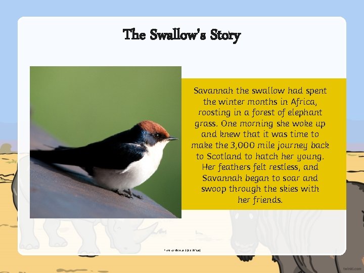 The Swallow's Story Savannah the swallow had spent the winter months in Africa, roosting