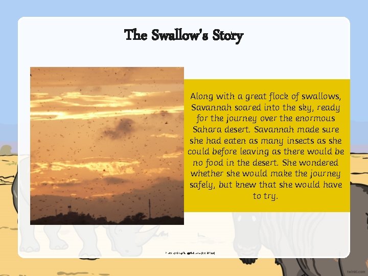 The Swallow's Story Along with a great flock of swallows, Savannah soared into the