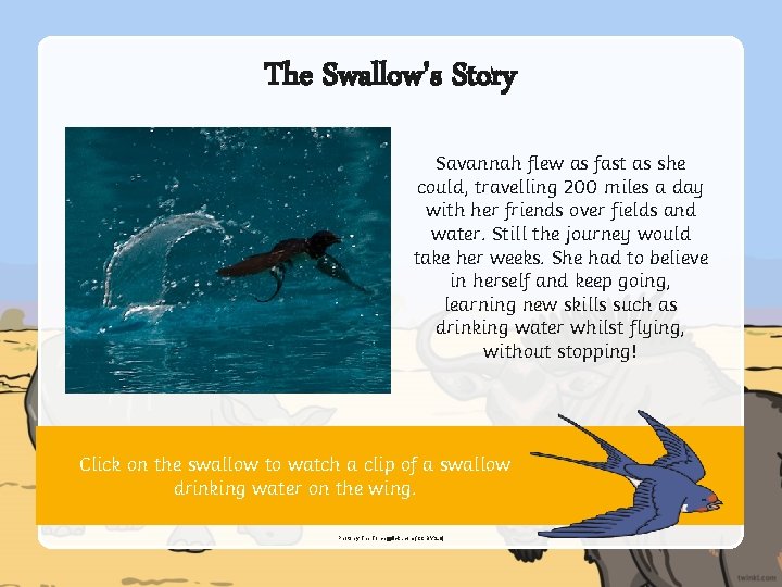 The Swallow's Story Savannah flew as fast as she could, travelling 200 miles a