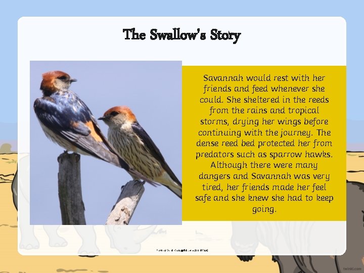 The Swallow's Story Savannah would rest with her friends and feed whenever she could.