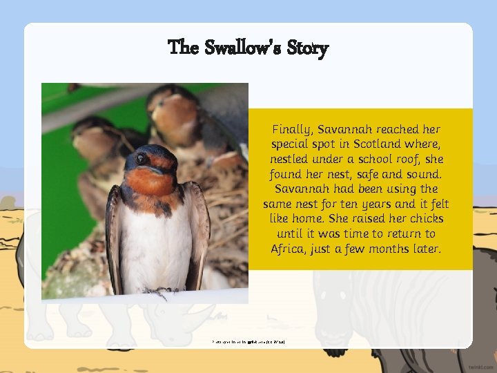 The Swallow's Story Finally, Savannah reached her special spot in Scotland where, nestled under