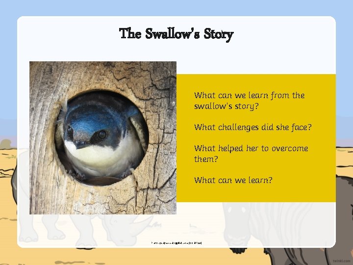 The Swallow's Story What can we learn from the swallow’s story? What challenges did