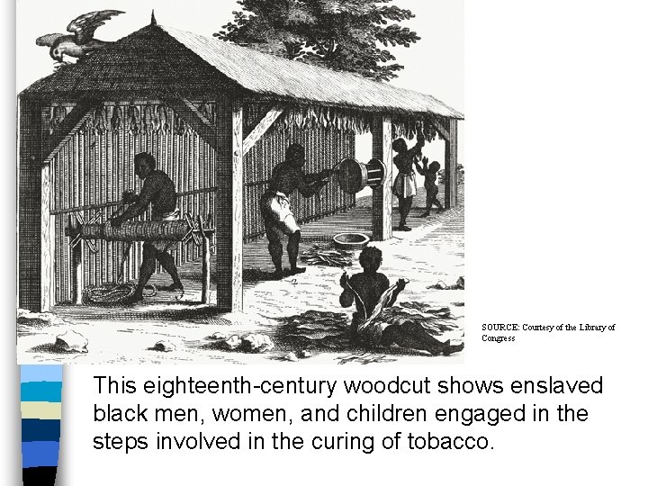 Curing Tobacco SOURCE: Courtesy of the Library of Congress This eighteenth-century woodcut shows enslaved