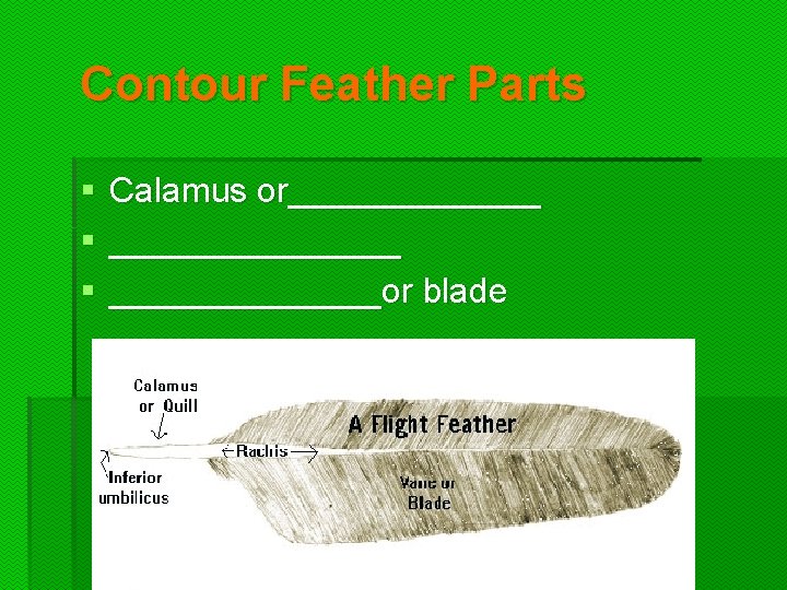 Contour Feather Parts § § § Calamus or_____________or blade 