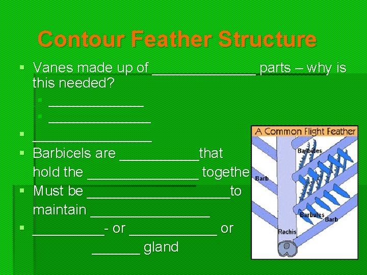 Contour Feather Structure § Vanes made up of _______ parts – why is this