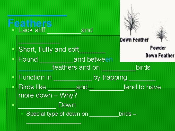 _____ Feathers § Lack stiff _____and § § § ______ Short, fluffy and soft_______